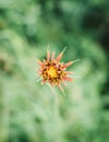 Vertical macro shot of a Tragopogon or goatsbeard flower in the greenery Royalty Free Stock Photo