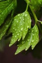 Vertical macro shot of water droplets on the wet green Lovage leaves