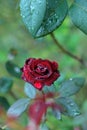 Vertical macro shot of a wet red garden rose blooming in the greenery Royalty Free Stock Photo