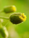 Vertical macro shot of a yellow hawkweed bud Royalty Free Stock Photo