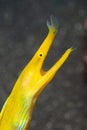 Vertical macro shot of a yellow Ribbon eel on a blurry gray background Royalty Free Stock Photo