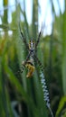 Vertical Macro of Spider and Web-Wrapped Grasshopper in Paddy Field Royalty Free Stock Photo