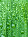 Vertical macro study of a lush green leaf texture saturated with a dense pattern of clear, round water droplets. Royalty Free Stock Photo
