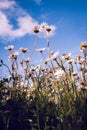 Vertical image of wild daisy flowers growing on the meadow. Royalty Free Stock Photo