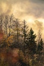 Vertical majestic view of an autumnal dense forest shrouded in a dense fog