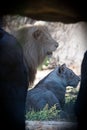 Vertical of male and female lions (Panthera leo) resting on a sunny day on the blurred background Royalty Free Stock Photo