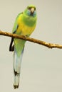 Vertical of a Mallee Ringneck, Barnardius zonarius