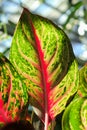 Vertical marco of the speckled varigation on an aglaonema Royalty Free Stock Photo