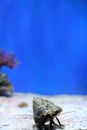 Vertical marine background with funny little hermit crab looking at the camera. Reefs on the background. Copy space for