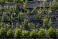 A vertical marl stone wall with attached trees growing against the wall in Petit Lanaye in Belgium