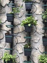 Vertical micro herb garden Royalty Free Stock Photo