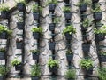 Vertical micro herb garden Royalty Free Stock Photo