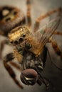 A Phidippus Clarus spider hunting a fly