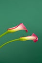 Two pink calla flowers on a green background Royalty Free Stock Photo