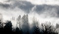 Vertical Mists engulging tall pines an dlow lying clouds