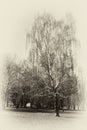 Vertical monochrome landscape with Russian birch. Sepia.