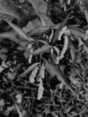Vertical monochrome shot of the Pale smartweed