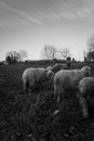 Vertical monochrome shot of sheep in a pasture