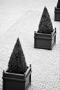 Vertical monochrome shot of two sculpted bushes