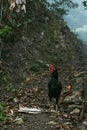 Vertical moody shot of a black shamo rooster standing on dirt footpath surrounded by leaves and wood