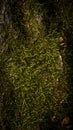 Vertical moss-covered stone. Beautiful moss and lichen covered stone. Bright green moss Background textured in nature Royalty Free Stock Photo