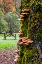 Vertical mushrooms on green trunk