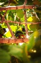 Vertical of Nanday parakeets perched on a tree branch. Royalty Free Stock Photo