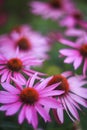 Vertical natural background with beautiful pink flowers Echinacea bloomed in the summer garden