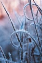 Vertical natural background with grass covered with frost crystals in morning pink sunlight