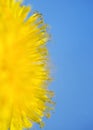 Vertical natural background with a half circle bright yellow spring Sunny dandelion flower close up covered with honey pollen