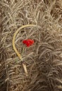 natural background tool sickle lies on the field with Golden ears of ripe bread and red poppy flowers Royalty Free Stock Photo