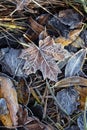 Natural background of various fallen tree leaves on the grass covered with prickly white frost on a cold autumn morning Royalty Free Stock Photo
