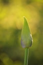 Nature Vertical image Delicate single Purple lily of the Nile Agapanthus flower bud Bokeh Green background Royalty Free Stock Photo