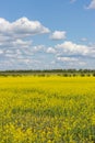 Blooming rapeseed meadow, yellow flowers, clear blue sky with cumulus white clouds. Rural landscape with rapeseed blossom field Royalty Free Stock Photo