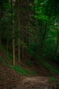 Vertical nature photography vibrant green tall trees forest landscape and dirt trail soft focus concept environment Royalty Free Stock Photo