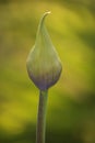 Nature Delicate single Purple lily of the Nile Agapanthus flower bud stem