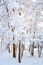 Vertical northern landscape. Trees covered with snow on a sunny winter day Royalty Free Stock Photo