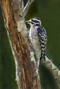 Vertical of a Nuttall`s Woodpecker, Picoides nuttallii, perched on side of a tree Royalty Free Stock Photo