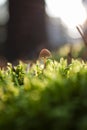 Single small creamy brown mushroom among green fresh moss Royalty Free Stock Photo