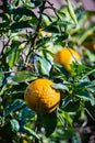 A vertical of oranges on the thick tree. small orange clementine mandarin tangerine in fruit tree orchard Royalty Free Stock Photo