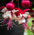 Flowering Red And White Fuschia Close Up Royalty Free Stock Photo