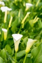 Vertical orientation white calla flowers in the greenhouse with blurred background Royalty Free Stock Photo