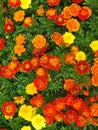 Vertical overhead shot of blooming marigold flowers in the greenery