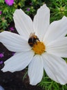 Vertical overhead shot of a bumblebee pollinating a white cosmos flower