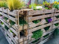 Vertical garden - pallets planted with flowers and veggies