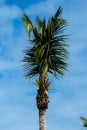Vertical Palm Tree Top