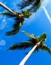 Vertical Palm Trees
