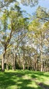 Vertical panorama of Australian bushland and gumtrees