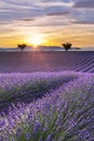 Vertical panorama of a lavender field at sunset Royalty Free Stock Photo