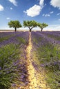 Vertical panorama of a lavender field with three trees Royalty Free Stock Photo